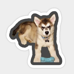 Baby Malamute Sticker